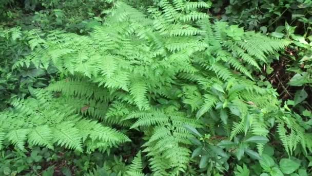 Fougère verte (Polypodiopsida, paku, pakis, Polypodiophyta) avec un fond naturel. C'est un membre d'un groupe de plantes vasculaires qui se reproduisent par spores et n'ont ni graines ni fleurs. .