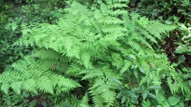 Fougère verte (Polypodiopsida, paku, pakis, Polypodiophyta) avec un fond naturel. C'est un membre d'un groupe de plantes vasculaires qui se reproduisent par spores et n'ont ni graines ni fleurs. .