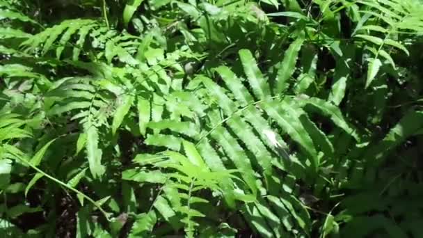 Grön Ormbunke Polypodiopsida Paku Pakis Polypodiophyta Med Naturlig Bakgrund Den — Stockvideo