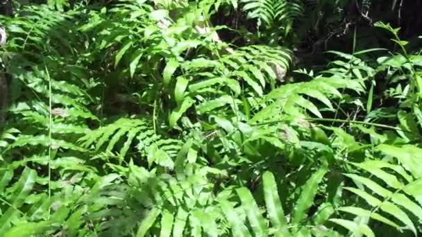 Fougère verte (Polypodiopsida, paku, pakis, Polypodiophyta) avec un fond naturel. C'est un membre d'un groupe de plantes vasculaires qui se reproduisent par spores et n'ont ni graines ni fleurs. .