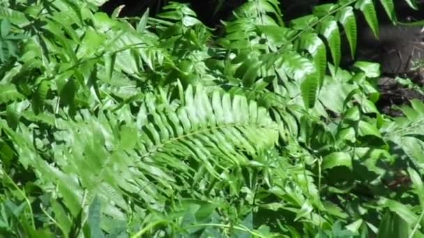 Groene Varen Polypodiopsida Paku Pakis Polypodiophyta Met Een Natuurlijke Achtergrond — Stockvideo