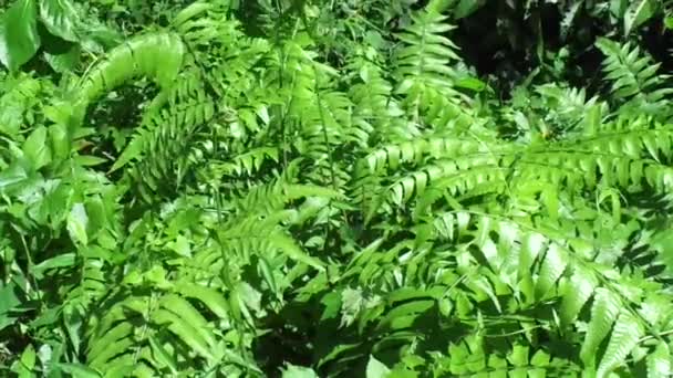 Helecho Verde Polypodiopsida Paku Pakis Polypodiophyta Con Fondo Natural Miembro — Vídeo de stock