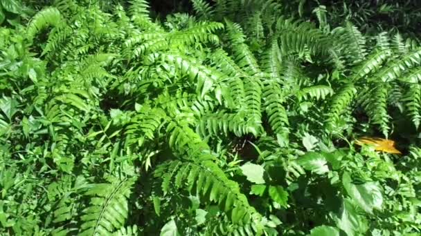 Fougère verte (Polypodiopsida, paku, pakis, Polypodiophyta) avec un fond naturel. C'est un membre d'un groupe de plantes vasculaires qui se reproduisent par spores et n'ont ni graines ni fleurs. .