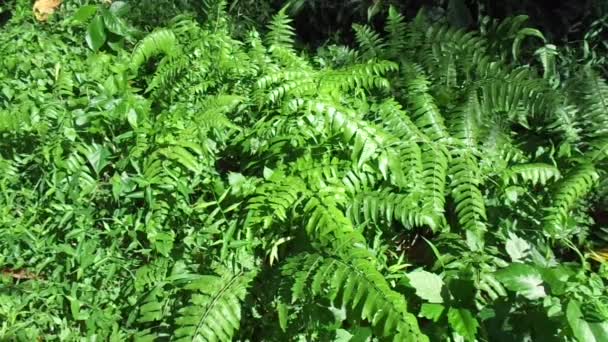 Fougère verte (Polypodiopsida, paku, pakis, Polypodiophyta) avec un fond naturel. C'est un membre d'un groupe de plantes vasculaires qui se reproduisent par spores et n'ont ni graines ni fleurs. .