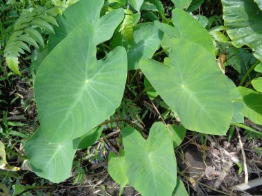 Doğal arka plana sahip Taro yapraklarını (Colocasia esculenta, talas) kapatın. Colocasia esculenta, genellikle taro olarak bilinen ve yenebilir corms kökü ile yetiştirilen tropikal bir bitkidir..