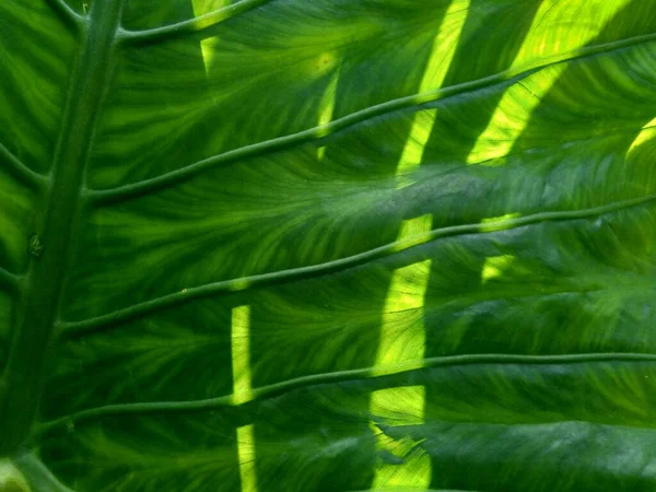 Doğal Arka Plana Sahip Taro Yapraklarını Colocasia Esculenta Talas Kapatın — Stok fotoğraf