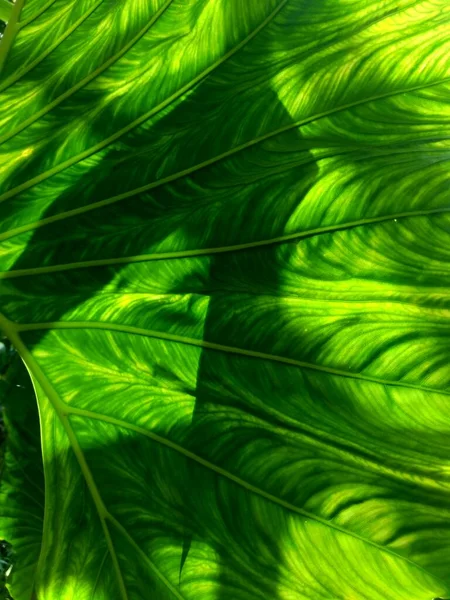 Doğal Arka Plana Sahip Taro Yapraklarını Colocasia Esculenta Talas Kapatın — Stok fotoğraf