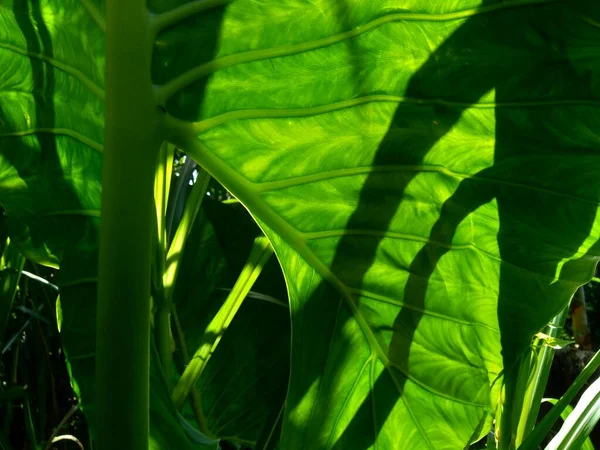 自然を背景にした太郎の葉 コロシアエスカリエンタ タラス を閉じます コロカシアエスクレンタは 主に食用のコームのために栽培される熱帯植物で 最も一般的にはタロイモとして知られています — ストック写真