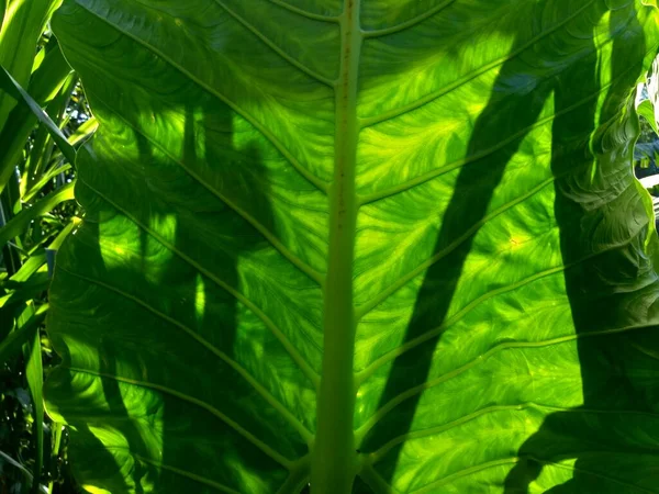 Κοντά Φύλλα Taro Colocasia Esculenta Talas Φυσικό Υπόβαθρο Colocasia Esculenta — Φωτογραφία Αρχείου