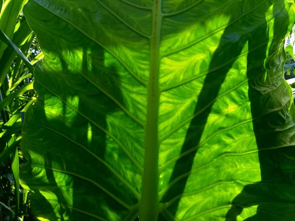 Zbliżenie Liści Taro Colocasia Esculenta Talas Naturalnym Tłem Colocasia Esculenta — Zdjęcie stockowe