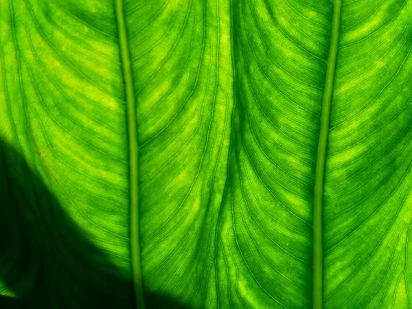 Cerrar Las Hojas Taro Colocasia Esculenta Talas Con Fondo Natural —  Fotos de Stock