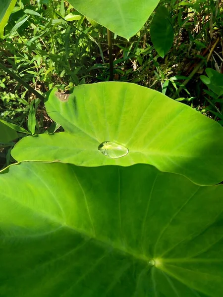 Cerrar Las Hojas Taro Colocasia Esculenta Talas Con Fondo Natural —  Fotos de Stock