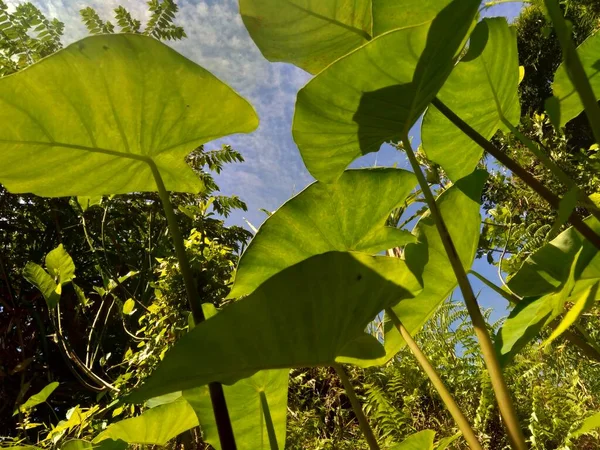 Doğal Arka Plana Sahip Taro Yapraklarını Colocasia Esculenta Talas Kapatın — Stok fotoğraf