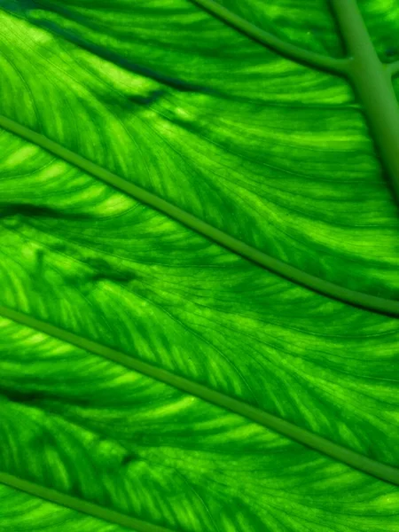自然を背景にした太郎の葉 コロシアエスカリエンタ タラス を閉じます コロカシアエスクレンタは 主に食用のコームのために栽培される熱帯植物で 最も一般的にはタロイモとして知られています — ストック写真