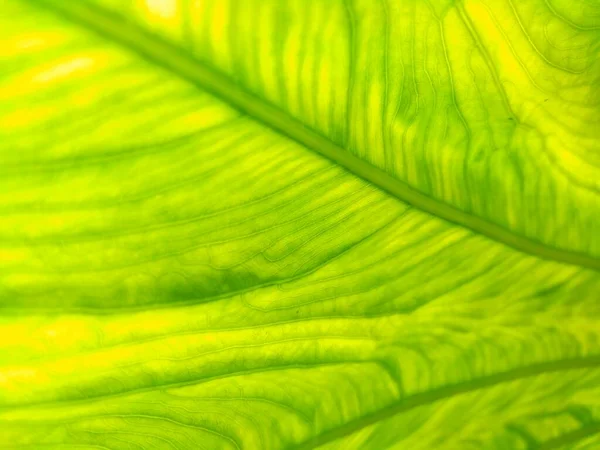 Zblízka Listy Taro Colocasia Esculenta Talas Přírodním Pozadím Colocasia Esculenta — Stock fotografie