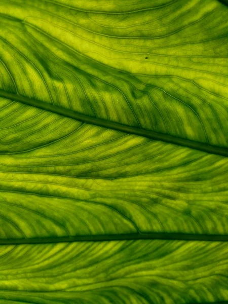 Zbliżenie Liści Taro Colocasia Esculenta Talas Naturalnym Tłem Colocasia Esculenta — Zdjęcie stockowe