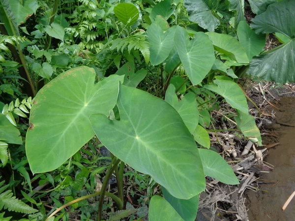 Közeli Taro Levelek Colocasia Esculenta Talas Természetes Háttérrel Colocasia Esculenta — Stock Fotó