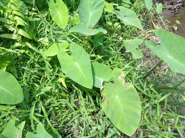 Close Taro Leaves Colocasia Esculenta Talas Natural Background Colocasia Esculenta — Stock Photo, Image