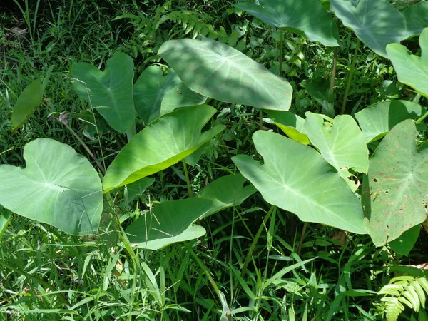 Cerrar Las Hojas Taro Colocasia Esculenta Talas Con Fondo Natural — Foto de Stock