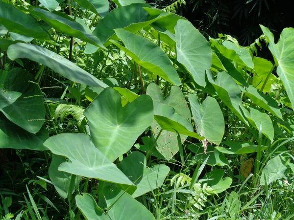 Cerrar Las Hojas Taro Colocasia Esculenta Talas Con Fondo Natural — Foto de Stock