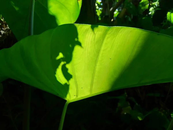 Κοντά Φύλλα Taro Colocasia Esculenta Talas Φυσικό Υπόβαθρο Colocasia Esculenta — Φωτογραφία Αρχείου