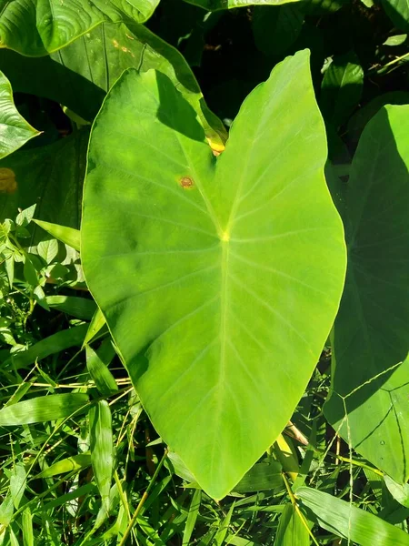 与天然背景的塔罗叶 番石榴 番石榴 紧密相连 番茄红花是一种热带植物 生长于热带 主要是由于其可食的玉米粒 一种根茎蔬菜 最常见的名称是焦油 — 图库照片