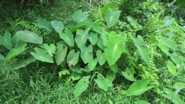 Doğal arka plana sahip Taro yapraklarını (Colocasia esculenta, talas) kapatın. Colocasia esculenta, genellikle taro olarak bilinen ve yenebilir corms kökü ile yetiştirilen tropikal bir bitkidir..