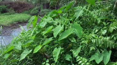 Doğal arka plana sahip Taro yapraklarını (Colocasia esculenta, talas) kapatın. Colocasia esculenta, genellikle taro olarak bilinen ve yenebilir corms kökü ile yetiştirilen tropikal bir bitkidir..