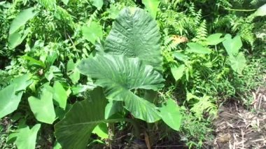 Doğal arka plana sahip Taro yapraklarını (Colocasia esculenta, talas) kapatın. Colocasia esculenta, genellikle taro olarak bilinen ve yenebilir corms kökü ile yetiştirilen tropikal bir bitkidir..