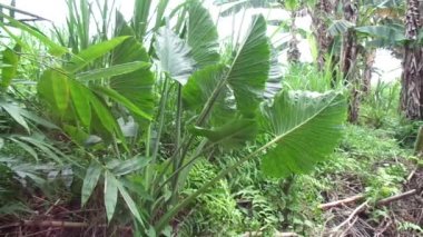 Doğal arka plana sahip Taro yapraklarını (Colocasia esculenta, talas) kapatın. Colocasia esculenta, genellikle taro olarak bilinen ve yenebilir corms kökü ile yetiştirilen tropikal bir bitkidir..