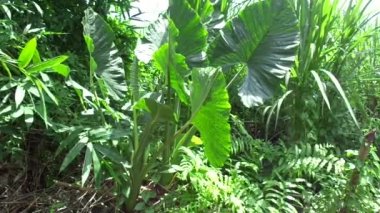 Doğal arka plana sahip Taro yapraklarını (Colocasia esculenta, talas) kapatın. Colocasia esculenta, genellikle taro olarak bilinen ve yenebilir corms kökü ile yetiştirilen tropikal bir bitkidir..