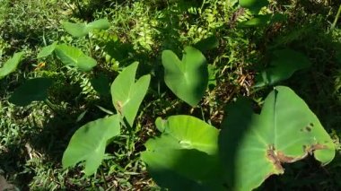 Doğal arka plana sahip Taro yapraklarını (Colocasia esculenta, talas) kapatın. Colocasia esculenta, genellikle taro olarak bilinen ve yenebilir corms kökü ile yetiştirilen tropikal bir bitkidir..