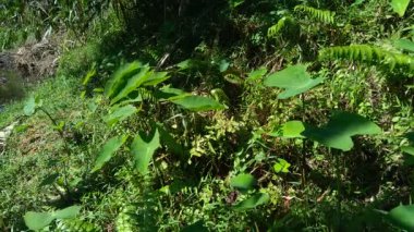 Doğal arka plana sahip Taro yapraklarını (Colocasia esculenta, talas) kapatın. Colocasia esculenta, genellikle taro olarak bilinen ve yenebilir corms kökü ile yetiştirilen tropikal bir bitkidir..