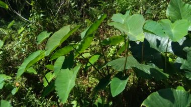 Doğal arka plana sahip Taro yapraklarını (Colocasia esculenta, talas) kapatın. Colocasia esculenta, genellikle taro olarak bilinen ve yenebilir corms kökü ile yetiştirilen tropikal bir bitkidir..