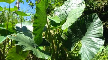Doğal arka plana sahip Taro yapraklarını (Colocasia esculenta, talas) kapatın. Colocasia esculenta, genellikle taro olarak bilinen ve yenebilir corms kökü ile yetiştirilen tropikal bir bitkidir..