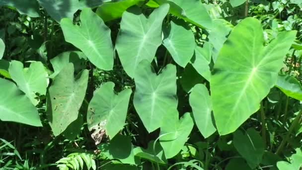 Närbild Taro Blad Colocasia Esculenta Talanger Med Naturlig Bakgrund Colocasia — Stockvideo