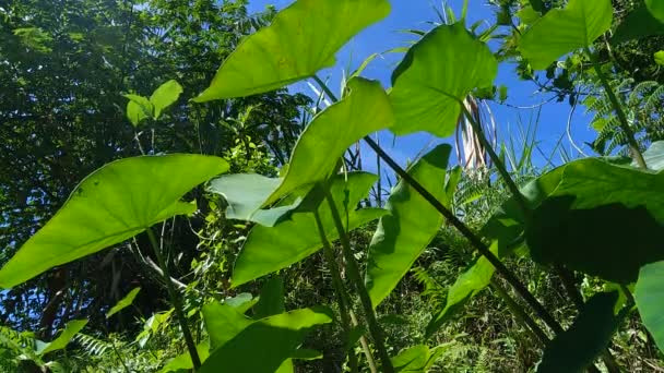 Közeli Taro Levelek Colocasia Esculenta Talas Természetes Háttérrel Colocasia Esculenta — Stock videók