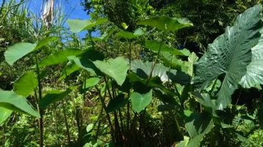 Doğal arka plana sahip Taro yapraklarını (Colocasia esculenta, talas) kapatın. Colocasia esculenta, genellikle taro olarak bilinen ve yenebilir corms kökü ile yetiştirilen tropikal bir bitkidir..