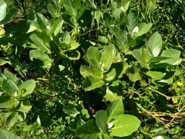 Calotropis dev çayını (dev calotrope, Biduri, taç çiçeği) doğal bir arka plan ile kapatın. Her çiçek merkezden yükselen beş noktalı taç ve küçük bir 