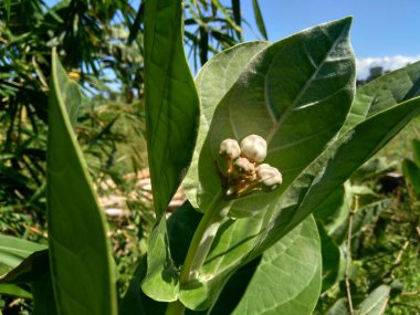 Calotropis dev çayını (dev calotrope, Biduri, taç çiçeği) doğal bir arka plan ile kapatın. Her çiçek merkezden yükselen beş noktalı taç ve küçük bir 
