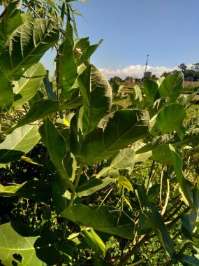Calotropis dev çayını (dev calotrope, Biduri, taç çiçeği) doğal bir arka plan ile kapatın. Her çiçek merkezden yükselen beş noktalı taç ve küçük bir 
