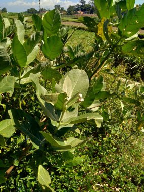 Calotropis dev çayını (dev calotrope, Biduri, taç çiçeği) doğal bir arka plan ile kapatın. Her çiçek merkezden yükselen beş noktalı taç ve küçük bir 