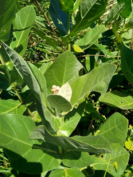 自然を背景にした巨大なカロトロープ ビドリ 王冠の花を閉じます 各花は5つの尖った花弁と中央から立ち上がる小さな で構成されています — ストック写真