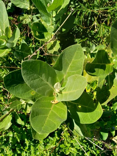 Közelkép Calotropis Gigantea Óriás Kalotróf Biduri Koronavirág Természetes Háttérrel Minden — Stock Fotó