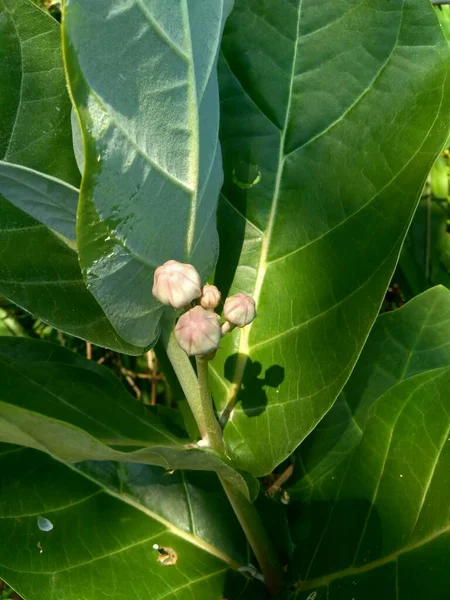 Közelkép Calotropis Gigantea Óriás Kalotróf Biduri Koronavirág Természetes Háttérrel Minden — Stock Fotó