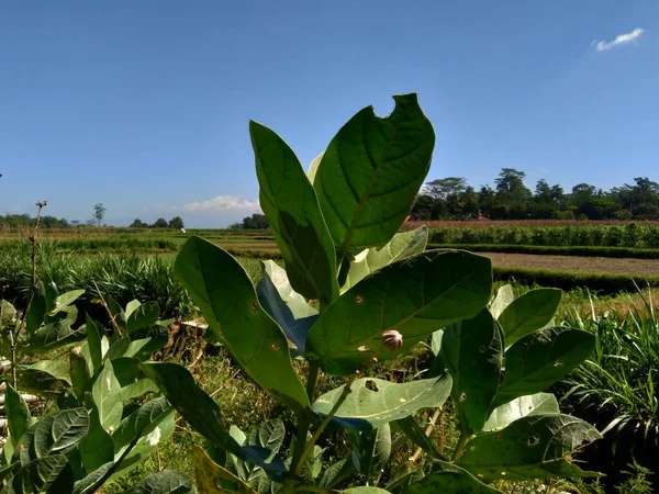 Calotropis Dev Çayını Dev Calotrope Biduri Taç Çiçeği Doğal Bir — Stok fotoğraf