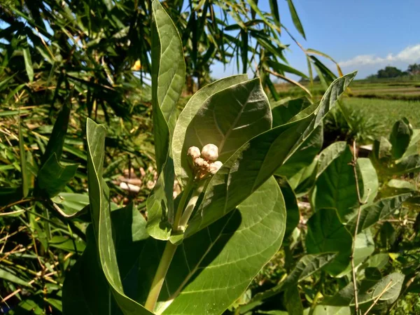 Primer Plano Calotropis Gigantea Calotropo Gigante Biduri Flor Corona Con — Foto de Stock