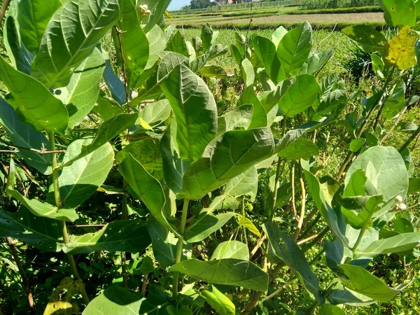 自然を背景にした巨大なカロトロープ ビドリ 王冠の花を閉じます 各花は5つの尖った花弁と中央から立ち上がる小さな で構成されています — ストック写真