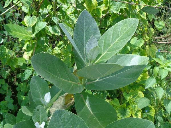 Close up Calotropis gigantea (Giant calotrope, Biduri, crown flower) with a natural background. Each flower consists of five pointed petals and a small \