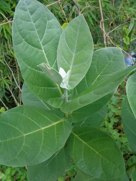 Close up Calotropis gigantea (Giant calotrope, Biduri, crown flower) with a natural background. Each flower consists of five pointed petals and a small \